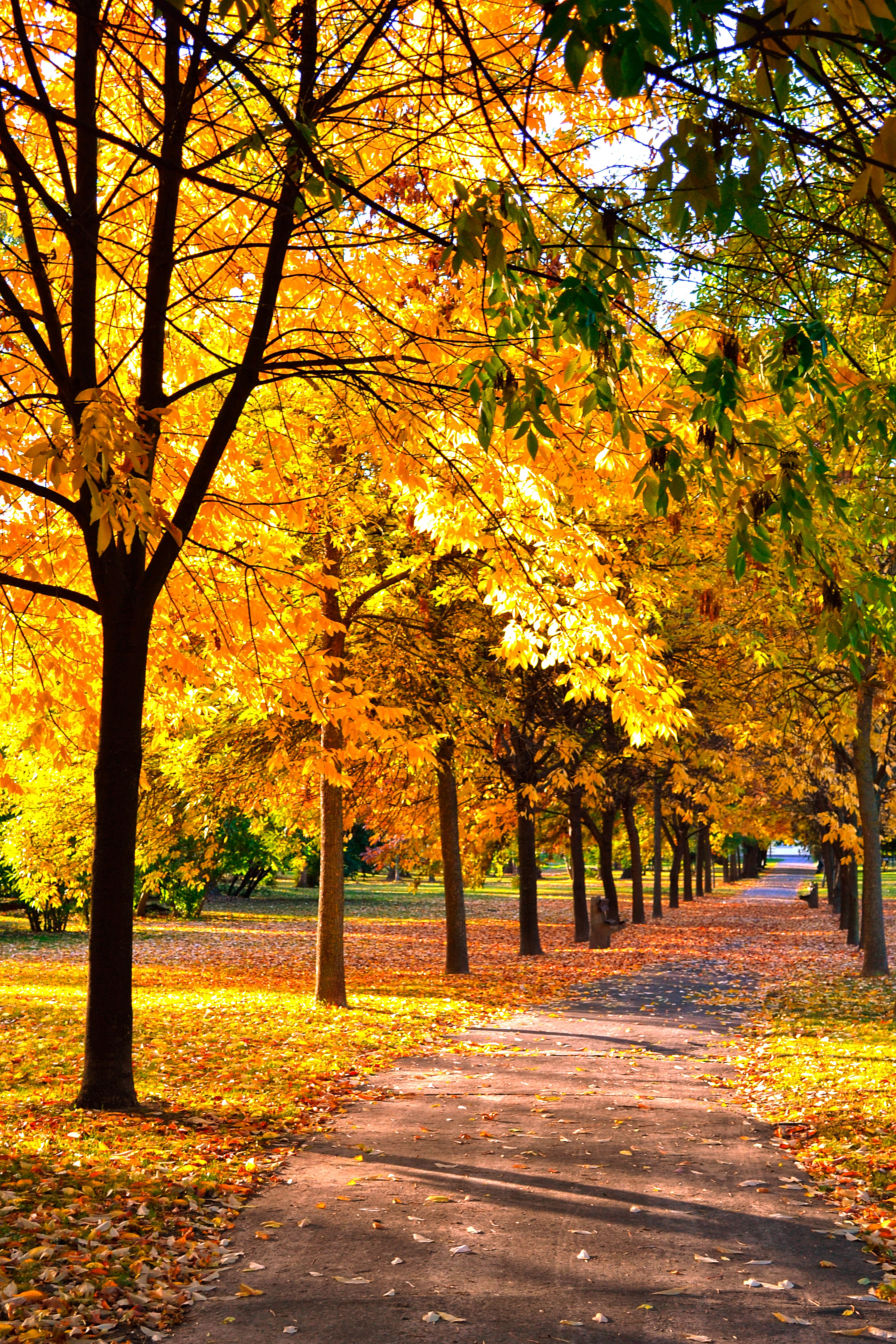 Flickr profilom és képeim